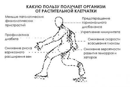 Какую пользу получает организм от растительной клетчатки