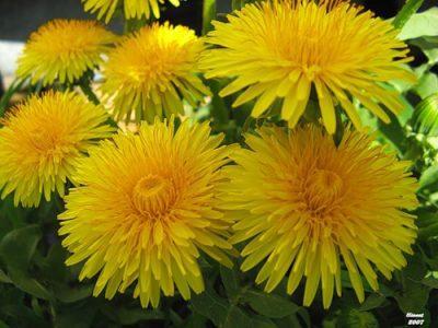 Одуванчик лекарственный — Taraxacum officinale
