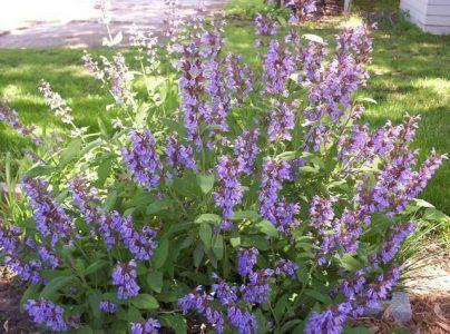 Шалфей лекарственный — Salvia officinalis L.