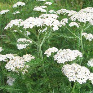 Тысячелистник обыкновенный —Achillea millefolium L.