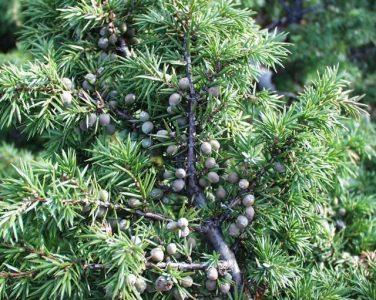 Можжевельник обыкновенный — Juniperus communis L.