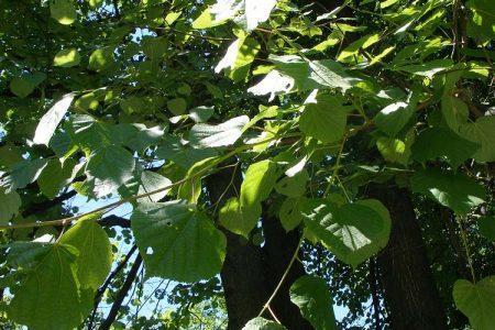 Липа сердцевидная — Tilia cordata Mill.
