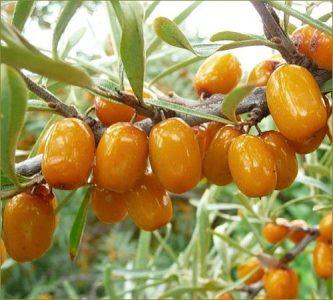 Облепиха крушиновидная — Hippophaë rhamnoides