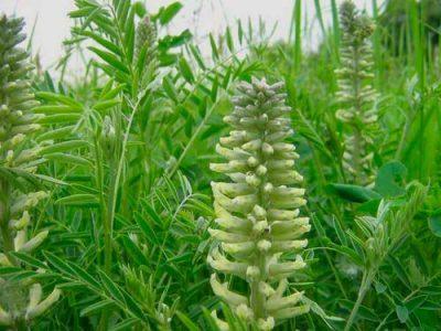 Софора толстоплодная — Sophora pachycarpa