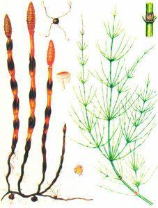 Хвощ полевой — Equisetum arvense L.
