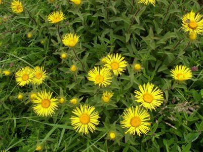 Девясил высокий — Inula helenium L.