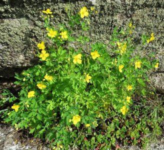 Чистотел большой — Chelidonium majus L.