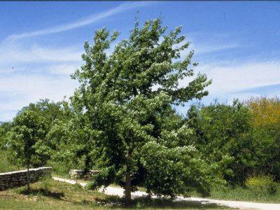 Дуб обыкновенный (черешчатый) — Quercus robur L.