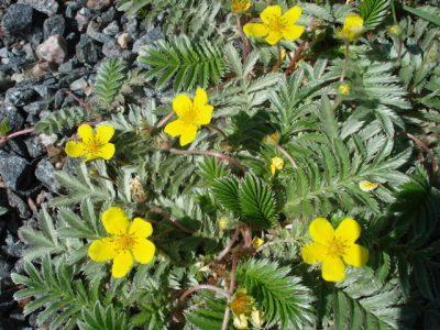 Лапчатка гусиная — Potentilla anserina L