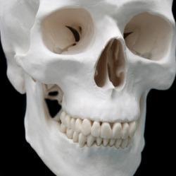 Зубы и кости