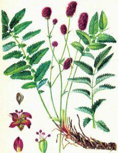 Кровохлебка лекарственная — Sanguisorba officinalis L