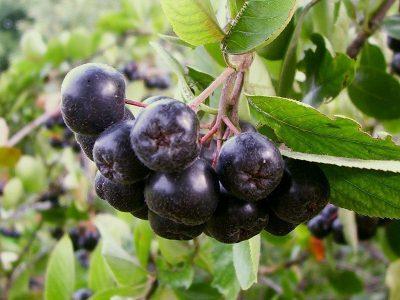 Рябина черноплодная —Aronia melanocarpa (Michx.) Elliot