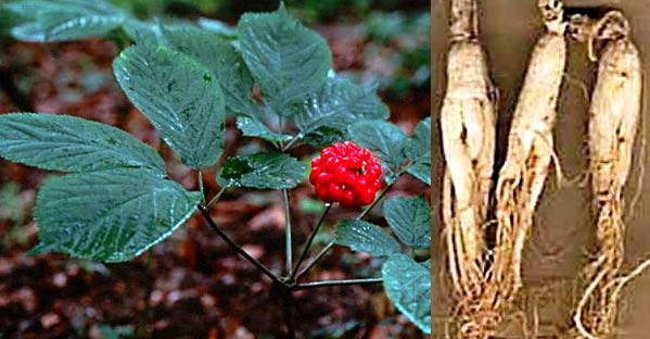 Женьшень — Ginseng С. А. Меу.