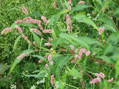 Почечуйная трава, горец почечуйный — Polygonum persicaria
