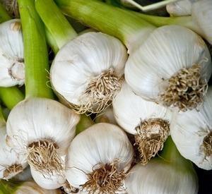 Чеснок — Allium sativum L.