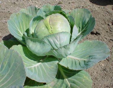 Капуста белокочанная — Brassica oleraceae L