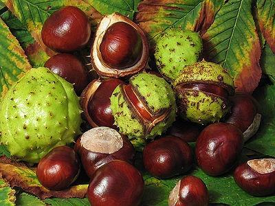 Конский каштан — Aesculus hippocastanum L