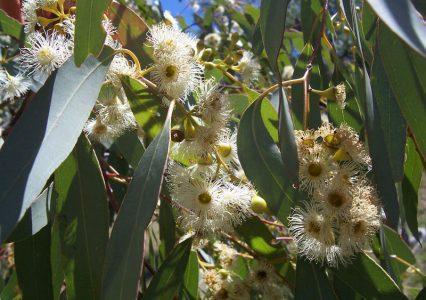Эвкалипт круглый — Eucalyptus globulus.