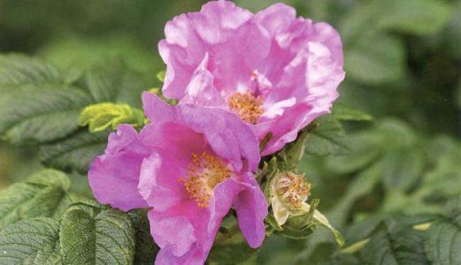 Шиповник — Rosa sp.