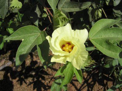 Хлопчатник — Gossypium hirsutum