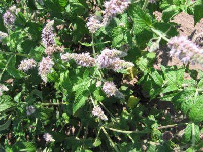 Мята перечная — Mentha piperita L.