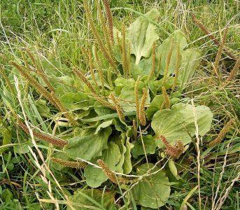 Подорожник большой — Plantago major