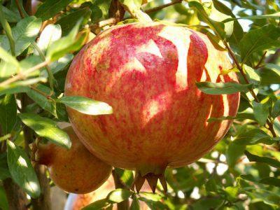 Гранат — Punica granatum L
