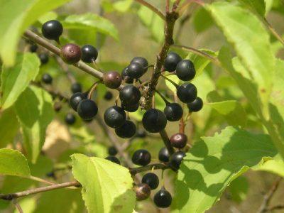 Жостер слабительный - Rhamnus cathartica
