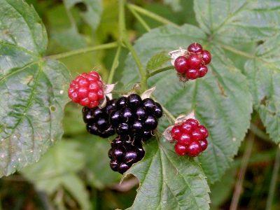 Ежевика сизая — Rubus caesius L