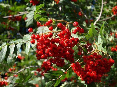 Рябина обыкновенная — Sorbus aucuparia