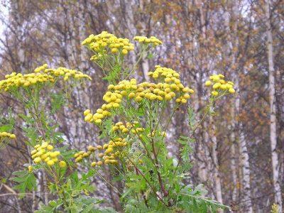 Пижма обыкновенная — Tanacetum vulgare L.