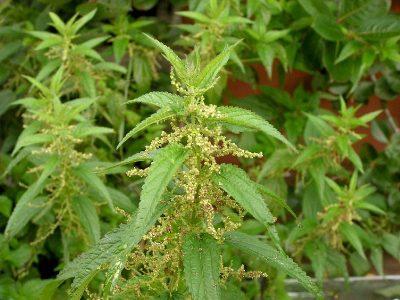 Крапива двудомная — Urtica dioica L.