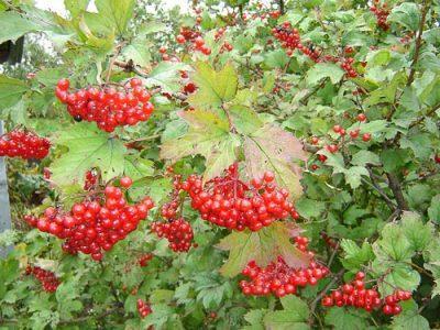 Калина обыкновенная — Viburnum opulus L
