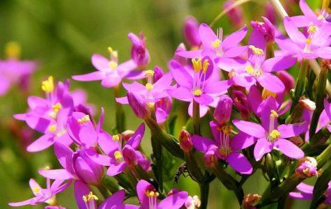 Золототысячник зонтичный — Centaurium umbellatum gilib.