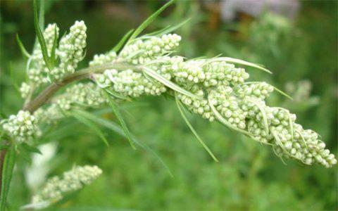 Полынь обыкновенная — Artemisia vulgaris