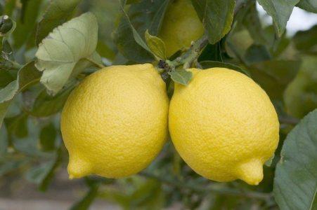 Лимон — Citrus limon