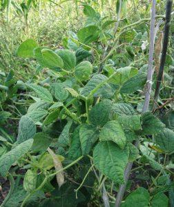 Фасоль обыкновенная — Phaseolus vulgaris