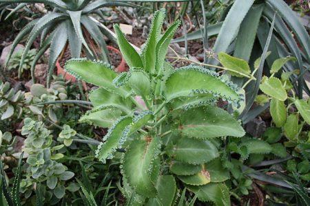 Каланхоэ перистое — Kalanchoe pinnata