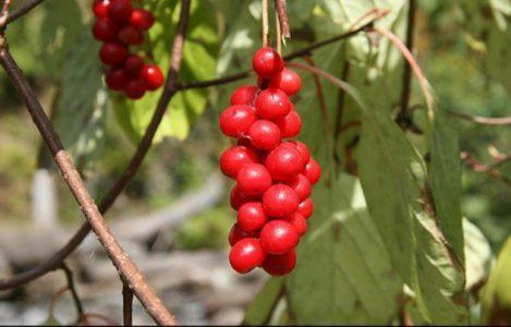 Лимонник китайский — Schizandra chinensis (turcz) Baill