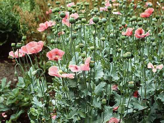Мак снотворный — Papaver somniferum
