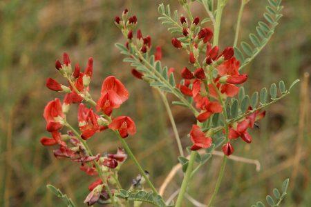 Сферофиза солонцовая — Sphaerophysa salsula
