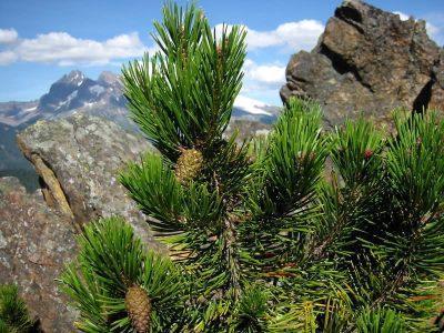 Сосна обыкновенная — Pinus sylvestris L.