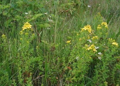 Зверобой продырявленный — Hypericum perforatum L.