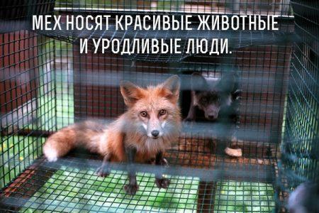 Мех носят красивые животные и уродливые люди