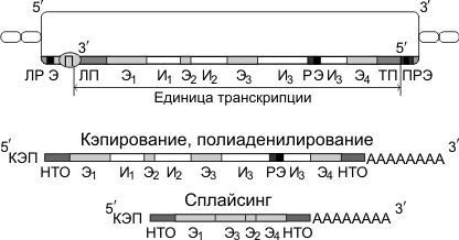 Строение гена эукариот