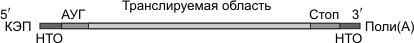 Транскрипция у эукариот
