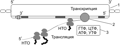 Транскрипция и трансляция у прокариот. 1 — ДНК; 2 — РНК-полимераза; 3 — Нуклеозидтрифосфаты ГТФ, ЦТФ, АТФ, УТФ.