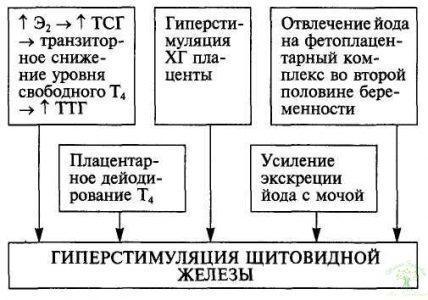 Схема 1. Изменение функционирования щитовидной железы во время беременности