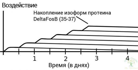 Накопление изоформ протеина DeltaFosB