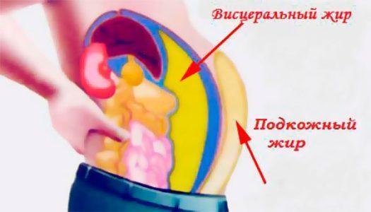 Где хранится жир на животе